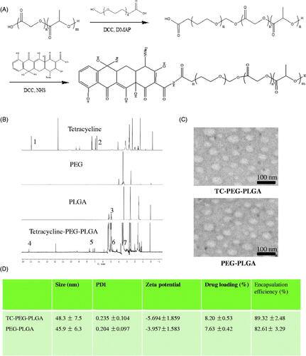 Figure 1. Preparation and characterization of TC-PEG-PLGA. (A) Synthesis route of TC-PEG-PLGA. (B) 1H NMR spectra. (C) Negative-stain transmission electron microscopy of TC-PEG-PLGA/ATO and PEG-PLGA/ATO micelles. (D) Encapsulation efficiency and drug loading of ATO-loaded micelles.