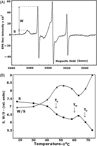 Figure 6. EPR spectrum of isolated EMs spin labeled with 3-maleimido-proxyl (panel A). S and W are the amplitudes of the EPR signals, corresponding to the number of strongly immobilised and weakly immobilised spin labels, respectively, covalently bound to the major EM proteins. The temperature dependences of the S and W/S spectral parameters are shown in panel B. Arrows indicate the temperatures as explained for Figure 5.