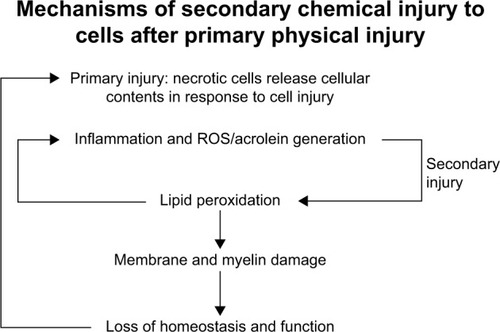 Figure 2 Progression of primary injury and secondary injury. After primary injury, the biochemical cascade that follows is secondary injury. The secondary injury can cause damage to tissue that was previously unharmed, perpetuating a cycle of oxidative stress and injury.Abbreviation: ROS, reactive oxygen species.