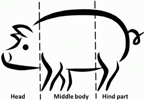 Figure 1.  Body sections on which wound numbers and pig cleanliness were recorded: head, middle of body and hind part.