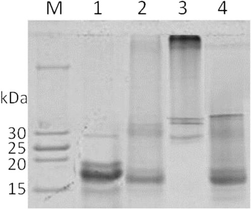 Figure 1. SDS-PAGE electrophoregram of Separated products of different conditions. Lane: M: marker; 1, native Ara h 2; 2, cross-linking products of Ara h 2; 3, HP-Ara h 2; 4, LP-Ara h 2.