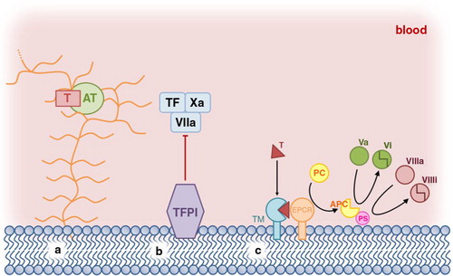 Fig. 1 Physiological anticoagulant characteristics of blood vessels on endothelial cells. (a) Heparin-like proteoglycans located on endothelial cells’ surface enhance the inhibition capacity of anti-thrombin (AT). (b) Tissue factor pathway inhibitor (TFPI) inhibits tissue factor (TF) ability to initiate blood coagulation. TFPI actually binds to factor VIIa when this one interacts with TF. This inhibition is strengthened by the binding of factor Xa also neutralized by TFPI. (c) The protein C anticoagulant pathway takes place on endothelial cells surface. In this cascade, thrombin (T) procoagulant activity is inhibited by thrombomodulin (TM) enabling the activation of the protein C (PC) by thrombin via the endothelial cell protein C receptor (EPCR). The activated protein C (APC) detaches from the EPCR and interacts with the protein S (PS) to inactivate factor Va and VIIIa of the coagulation cascade.