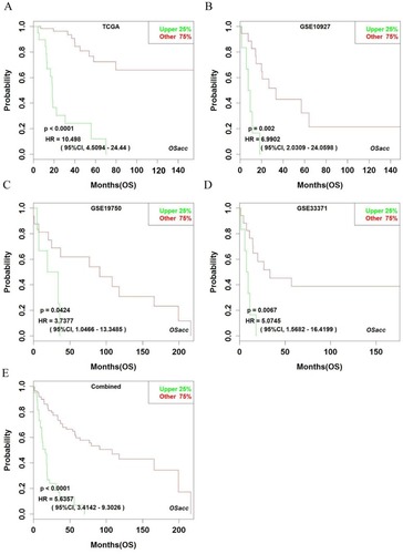 Figure 3 Kaplan–Meier plots for high (green) and low (red) CENPF-expressing ACC groups in TCGA (A), GSE10927 (B), GSE19750 (C), GSE33371 (D) and combined datasets (E). Confidence intervals (CI, 95%) and log-rank p-values are as shown. The x-axis represents survival time and the y-axis represents survival rate.