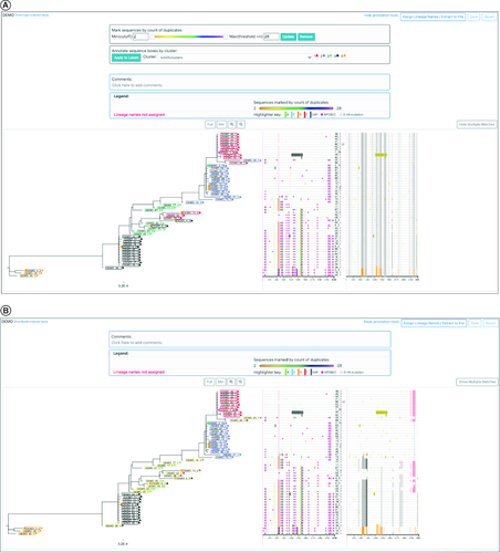 Figure 4. Lineage assignment tools and the match plot.(A) Shows the result of using kmedoids clustering to assign tentative lineage designations to clades within a sample HIV dataset. Colored boxes around each sequence name indicate lineage membership. In this example, there are four clear lineages indicated by majority of sequences in boxes colored red, blue, black and orange. In addition, sequences in green and some of the sequences in red, blue, and black are likely recombinants. Note that once lineage assignments have been made a ‘match plot’ appears to the right of the highlighter plot. This shows how each sequence matches the consensus sequence of each of the assigned lineages. Matches to just one lineage are shown in the color of the lineage, matches to multiple lineages are shown as gray. Multiple matches can optionally be hidden/displayed with the ‘Show/Hide Multiple Matches’ button. (B) Shows the result of manually editing the initial lineage assignments in Figure 5A to assign all the recombinants to the yellow ‘lineage’. After editing, the match plot automatically updates and we have turned off the display of multi-matches for clarity. The match plot shows clear recombinants as sequences with matches to more than one assigned lineage in different regions of the sequence.