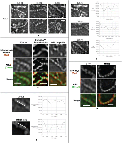 Figure 8. ARL2 localizes to puncta along mitochondria that display regularity in spacing, and mitofusins share these properties. (A) COS7 cells were stained for ARL2 and imaged using 3-dimensional SIM, as described under Experimental Procedures. Two representative examples of mitochondria are shown from each of 3 different cells. (B) Pixel intensity was measured using ImageJ along the lines shown in 3 different cells, revealing that ARL2 puncta repeat at a regular interval of ∼0.4 µm. (C) For the left 2 panels, COS7 cells were stained for ARL2 (green) and either TOM20 or Complex V subunit α (red). For the rightmost panel, COS7 cells were transfected with OPA1-myc/his and stained for ARL2 (green) and myc (red). A representative mitochondrion with merged ARL2 and staining for each protein is shown. (D) COS7 cells were transfected with either MFN1–10xmyc or MFN2–16xmyc (0.5 µg), stained for ARL2 and myc, and imaged using 3-dimensional SIM. Myc staining (red) localizes to puncta that align with endogenous ARL2 puncta (green). A representative cell is shown in each case. (E) Line scan analysis from the image shown in D show that MFN1-myc puncta display a similar regularity in spacing as ARL2. All scale bars = 1 µm.