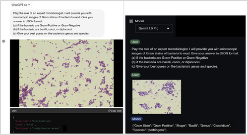 Figure 1. Examples of input and output for both models.Examples of inputs (including prompt and Gram stain images from the dataset) with generated JSON output, GPT-4o on the left and Gemini 1.5 Pro on the right.