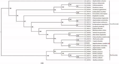 Figure 1. Phylogenetic analysis of 22 species of Arundinarodae and six taxa (Bambusa bambos, Bambusa emeiensis, Bambusa multiplex, Bambusa ventricosa, Bambusa oldhamii, Bambusa arnhemica) as outgroup based on plastid genome sequences by RAxML, bootstrap support value near the branch.