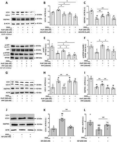 Figure 6. PLAT/tPA decreases OGD-induced PI3K-AKT signaling through IGF1R receptor. (A) Representative western blots of LC3-II, SQSTM1/p62 and ACTB in neurons subjected or not to OGDreox with and without PLAT/tPA (300 nM) in the presence or not of 5 µM AG1478 (EGFR inhibitor). Densitometric quantification of LC3-II (B) and SQSTM1/p62 (C) normalized to ACTB (mean±S.E.M. n = 4 and 5 independent experiments for LC3 and SQSTM1/p62 respectively; ##: p < 0.01 and #: p < 0.05 compared to Ctrl; **: p < 0.01 and*: p < 0.05 compared between OGDreox conditions; Mann–Whitney test). (D) Representative western blots of p-AKT (Ser473), AKT total, p-MTORC1 (Ser2448) and MTOR total in neurons subjected or not to OGDreox with and without PLAT/tPA (300 nM) in the presence or not of 100 nM Picropodophyllotoxin. Densitometric quantification of p-AKT (Ser473) normalized to AKT total (E) and of MTORC1 (Ser2448) normalized to MTOR total (F) (mean±S.E.M. n = 4 independent experiments; #: p < 0.05 compared to Ctrl; *: p < 0.05 compared between OGDreox conditions; Mann–Whitney test). (G) Representative western blots of LC3-II, SQSTM1/p62 and ACTB in neurons subjected or not to OGDreox with and without PLAT/tPA (300 nM) in the presence or not of 100 nM Picropodophyllotoxin (PPP; IGF1R inhibitor). Densitometric quantification of LC3-II (H) and of SQSTM1/p62 (I) normalized to ACTB (mean±S.E.M. n = 5 independent experiments; ##: p < 0.01 compared to Ctrl; **: p < 0.01 compared between OGDreox; Mann–Whitney test). (J) Representative western blots of LC3-II, SQSTM1/p62 and ACTB in neurons subjected or not to OGDreox with and without IGF1 (250 nM). Densitometric quantification of LC3-II (K) and SQSTM1/p62 (L) normalized to ACTB (mean±S.E.M. n = 6 and 7 independent experiments for LC3 and SQSTM1/p62 respectively; ###: p < 0.005 and ##: p < 0.01 compared to Ctrl; **: p < 0.01 compared between OGDreox conditions; Mann–Whitney test).