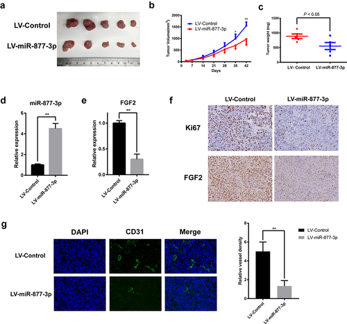 Figure 6. Effects of miR-877-3p on tumor growth and angiogenesis in mouse models. (a) MG63 tumors were harvested at the end of study, and (b) tumor volume and (c) tumor weight were measured. Expression level of miR-877-3p (d) and FGF2 (e) in tumor. (f) IHC staining of Ki67 and FGF2. (g) Immunofluorescence staining of CD31 for detection of blood vessels in MG63 tumor.