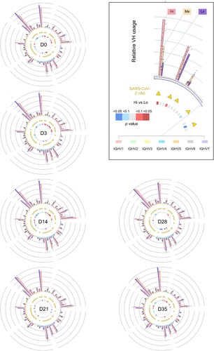 Figure 3. Landscape view of antibody IgH repertoire upon along vaccination. The V gene segment usages at different timepoints are plotted as circos plots. In the outside bargraph, V-usage of each sample are shown by three sVNT groups, and the dot represents the number in each participant. V gene segments are grouped into 7 indicated families and plotted below the bar graph with different colours. V gene segments used by reported SARS-CoV-2 neutralizing-antibodies (nAb) are labelled with yellow triangles. Differential V gene segment usages between the sVNT “Hi” and “Lo” groups were calculated by applying an unpaired two-tailed student’s t-test. The p values are plotted as heatmaps in the inner circle. More V-usage in the sVNT “Hi” group is marked in red, and less V-usage in the sVNT “Hi” group is marked in blue.