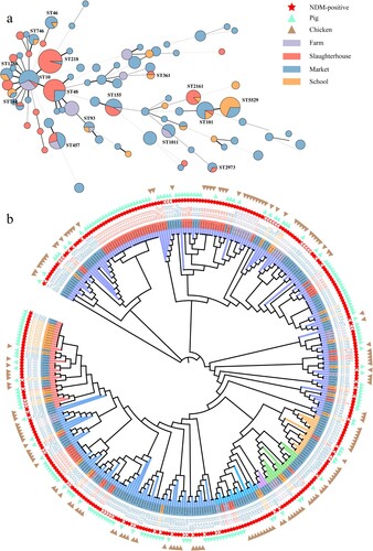 Figure 5. (a) MLST of NDM-CRE from livestock sources. (b) Phylogenic tree of E. coli from livestock based on core-genome SNPs.