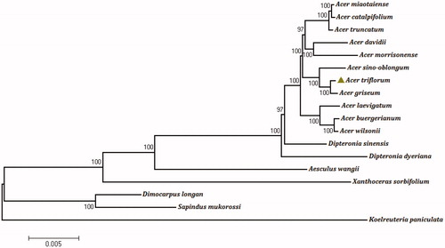 Figure 1. Phylogenetic tree reconstruction of 18 species using maximum likelihood (ML) based on the complete chloroplast genome sequences of A. triflorum and other 17 species. There are the bootstrap support values from 1000 replicates given at each node. Their accession numbers are as follows: Acer buergerianum: NC_034744; Acer catalpifolium: NC_041080; Acer davidii: NC_030331; Acer griseum: NC_034346; Acer laevigatum: NC_042443; Acer miaotaiense: NC_030343; Acer morrisonense: NC_029371; Acer sino-oblongum: NC_040106; Acer truncatum: NC_037211; Acer wilsonii: NC_040988; Aesculus wangii: NC_035955; Dimocarpus longan: NC_037447; Dipteronia dyeriana: NC_031899; Dipteronia sinensis: NC_029338; Koelreuteria paniculata: NC_037176; Sapindus mukorossi: NC_025554; Xanthoceras sorbifolium: NC_037448.