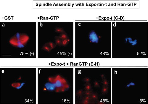 Figure 4. Spindle assembly with Exportin-t and RanGTP. Exportin-t was analyzed in mitotic extract to assess its effect on spindle assembly. (a): In control 15 μM GST conditions, 75% of the structures observed were bipolar spindles (* the remaining 25% of the structures were half spindles). (b): RanQ69L-GTP addition created an abundance of microtubule nucleations called asters (^ the remaining 55% of structures were bipolar spindles and multi-polar spindles). When 15 μM Exportin-t was added, two major phenotypes were observed, as shown in (c): 48% of the structures were very small microtubule nucleations on opposite sides of the mitotic chromatin, and (d): 52% were mitotic chromatin completely inhibited for spindle assembly. When 15 μM Exportin-t and 15 μM RanQ69L-GTP were added simultaneously, several phenotypes were observed. These percentage of structures observed were as follows: (e): a small spindle directly adjacent to mitotic chromatin (35%), (f): multipolar spindles around mitotic chromatin (16%), (g): groups of microtubule nucleations called asters, commonly seen in extracts with high RanGTP (45%), and (h): mitotic chromatin with no spindle associated (5%).