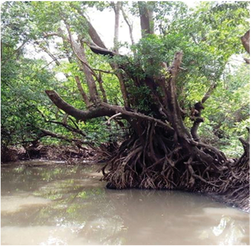 Figure 4. Picture of a tree by the river side.