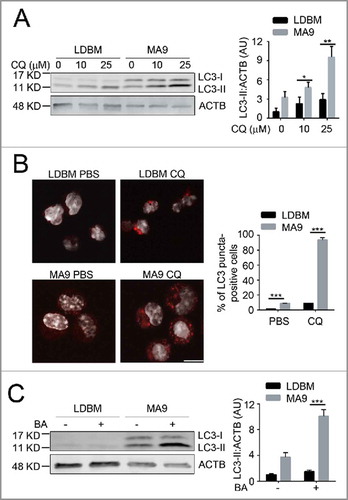 Figure 1. MA9-induced leukemia cells exhibit a high autophagy flux. (A) MA9-transformed leukemia cells and empty vector-transduced normal low-density bone marrow cells were treated with chloroquine at the indicated dosages for 6 h followed by western blotting. LDBM, low-density bone marrow cells; CQ, chloroquine; MA9; MA9 retrovirally-transduced leukemia cells. Quantification is LC3-II:ACTB ratio (n = 4 mice). (B) Leukemia cells and LDBM cells described in (A) were treated with CQ for 6 h at 25 μM before immunostaining for LC3. Scale bar: 10 μm. Quantification is percentage of LC3 puncta positive cells. Cells with more than 1 punctum are considered positive for quantification. (n = 3 mice). (C) Leukemia cells and LDBM cells described in (A) were treated with bafilomycin A1 (BA) for 4 h at 20 nM followed by western blot analysis. Quantification is the LC3-II:ACTB ratio (n = 3 mice). Results are shown as mean ± SD, * P < 0.05, ** P < 0.01, *** P < 0.001.