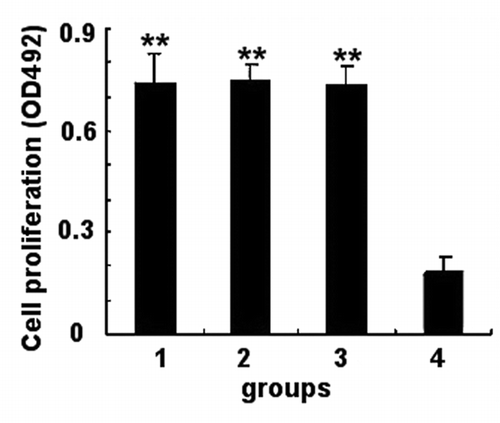 Figure 4. Splenoccytes proliferation measured by MTT. Cells were seeded into a 96-well plate with the density of 5 × 103 cells per well and cultured with stimulus at 37 °C. MTT assay was performed after 72 h. The data shown are means ± SD of 3 independent experiments. Group 1, rSap2 immunized mice; group 2, hybrid phage immunized mice; group 3, WT phage immunized mice; group 4, TE injected mice. **Statistically significant (P < 0.01).