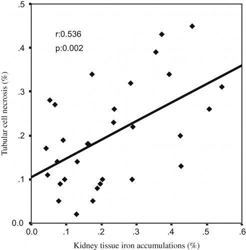 Figure 5. The scattergram shows the relation between kidney tissue iron accumulations (in %) and tubular cell necrosis (in %) in patient groups (ARF, ARF-LC, and ARF-proLC group).