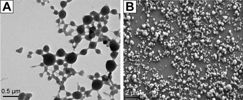 Figure 2 Morphology of PA-FITCNPs prepared by the dialysis method.Notes: (A) TEM image of NPs; (B) SEM image of NPs.Abbreviations: PA-FITC NPs, fluorescein isothiocyanate-conjugated pullulan acetate nanoparticles; SEM, scanning electron microscopy; TEM, transmission electron microscopy.