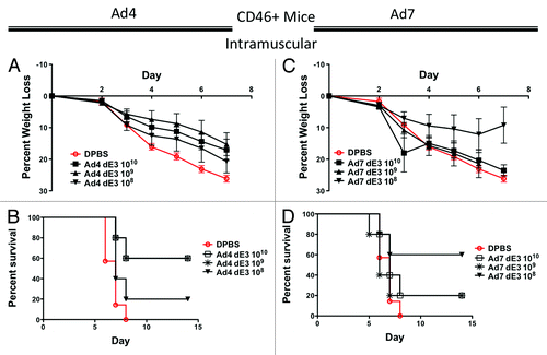 Figure 4. Protection by systemic intramuscular immunization in human CD46+ transgenic mice. Groups of 5 female CD46+ mice were immunized intramuscularly with 10-fold serial dilutions of Ad4 or Ad7 expressing the centralized HA1-con hemagglutinin gene. Three weeks after immunization the mice were challenged with 100 MLD50 of mouse-adapted influenza A/PR/8/34. Protection against weight loss and survival induced by the Ad4 vaccine is shown in A and B, respectively. Protection against weight loss and survival induced by the Ad7 vaccine is shown in C and D, respectively. Mice that lost 25% of baseline body weight were humanely euthanized.