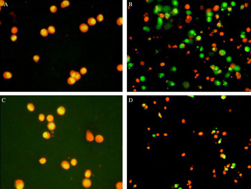 Figure 1.  Acridine orange staining of K562 cells. (A) Control serum in non-tumour bearing group; (B) serum treated with 100 mg/kg of SPP in non-tumour bearing group, 72 h exposure; (C) control serum in tumour bearing group; (D) serum treated with 100 mg/kg of SPP in tumour bearing group, 72 h exposure. Nuclear morphology typical for apoptosis is seen in (B) and (D) (×100).