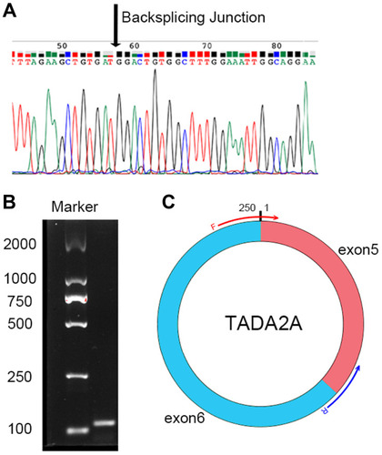 Figure 2 Sanger sequencing result of hsa_circ_0043278.