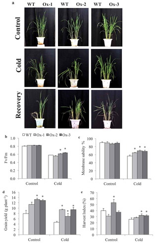 Figure 3. Evaluation for cold stress tolerance in overexpressing AtICE1 overexpression transgenic rice (T3 generation) at reproductive stage. (a) Response under cold stress for 15°C for 48 hrs and 8°C for 72 hrs and recovered at 32°C in greenhouse. (b,c) Quantum yield (Fv/FM), membrane stability were recorded under cold stress. (d,e) Grain yield and harvest index at maturity after cold stress recovery in AtICE1 overexpression lines and WT plants. The experiment was performed with three biological replicates (n = 3). Error bar indicates ±SE. *means P < .05