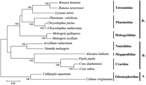 Figure 1. Phylogenetic tree of Galliformes constructed from complete mitochondrion genome. Numbers (in internodes) represent bootstrap values (=100%) from 1000 replications.