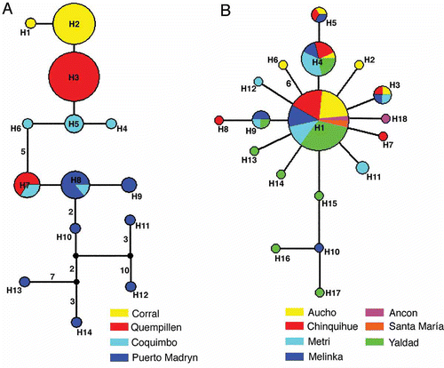 Figure 3. Median-joining network representing the relationships among haplotypes of Crepipatella dilatata (A) and Crepipatella fecunda (B). Small black circles indicate median vectors (Bandelt et al. Citation1999). Circle size is proportional to haplotype frequencies, with the smaller circle representing one sample. Numbers at the branches represent the number of mutations separating the haplotypes if greater than one.