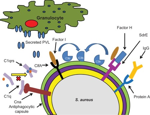 Figure 1 A schematic depiction of selected Staphylococcus aureus mechanisms for immune evasion.Notes: Cna interacts with C1q preventing formation of the C1qrs complex. ClfA and SdrE each promote Factor I mediated conversion of C3b to iC3b. Protein A is depicted binding to the Fc region of IgG preventing immunoglobulin opsonization.Abbreviations: ClfA, staphylococcal clumping factor A; Cna, collagen adhesin; IgG, immunoglobulin G; PVL, Panton–valentine leukocidin; SdrE, S. aureus surface protein.
