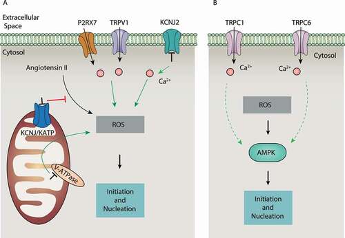 Figure 5. Regulation of ROS-induced autophagy by ion channels and ion transporters. Under various environmental stimuli, ROS are produced and stimulate autophagy through various signaling pathways. Ion channels and transporters not only regulate the production of ROS, but also control the activity of AMPK in a manner dependent on Ca2+ signals. Abbreviations: AMPK, AMP-activated protein kinase; KCNJ/KATP, ATP-sensitive K+ channel; KCNJ/Kir, potassium inwardly rectifying channel; P2RX7, purinergic receptor P2X 7; ROS, reactive oxygen species; TRPC, transient receptor potential cation channel subfamily C; TRPV, transient receptor potential cation channel subfamily V; V-ATPase, vacuolar-type H+-ATPase.