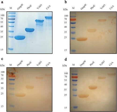 Figure 5. (a) SDS-PAGE profile for checking the expression and purification of recombinant proteins. (b) Western blotting profile verifying the immunoreactivity of recombinant proteins with anti-O1 serum, (c) anti-O2 serum, and (d) anti-O78 serum.