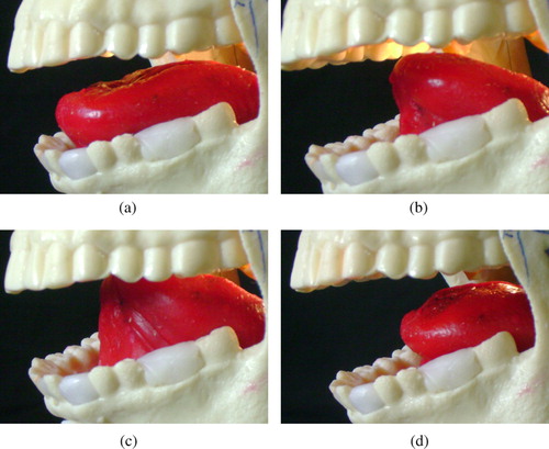 Figure 8. (a) Frontal position, genioglossus pulling forward; (b) hyoglossus pulling the posterior part of the tongue back and downwards; (c) retroflex motion initiated by longitudinalis superior; (d) styloglossus producing backward movement.