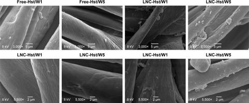 Figure 7 Scanning electron micrographs of nanoencapsulated Hst (LNC-Hst) and hydroalcoholic solution (free-Hst) impregnated in CT fiber after one (W1) and five washes (W5).Abbreviations: CT, cotton; Hst, hesperetin; LNC, lipid-core nanocapsule.