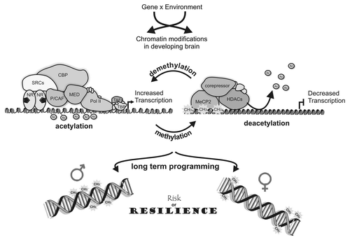 Figure 1 Sex differences in epigenetic mechanisms underlie risk and resilience for mental health disorders. Gene and environmental interactions remodel chromatin structure by recruiting co-regulatory proteins and other transcription factors resulting in either increased or decreased gene transcription rates. These interactions can lead to methylation or demethylation of DNA, as well as acetylation or deacetylation of histones. Lasting chromosomal alterations that impact gene and brain function can lead to gender specific altered risk or resilience to neurodevelopmental disorders later in life.