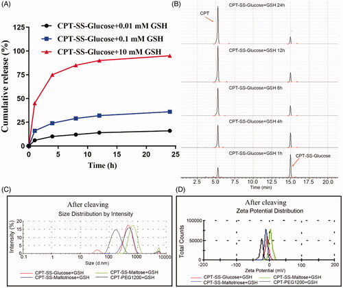 Figure 3. Characteristics of CPT-GL NSp after GSH response. (A) Cumulative release (%); (B) GSH sensitivity release in different times (GSH 10 mM); (C) Particle size after being cleaved by GSH (GSH 10 mM); (D) Zeta potential after being cleaved by GSH (GSH 10 mM) (n = 3 independent experiments).