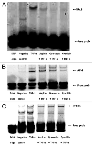 Figure 5. Quercetin and cyanidin inhibit binding of NFκB to target DNA sequence. NFκB, (A) AP-1 (B) and STAT3 (C) transcription factor-DNA interactions were assessed by EMSA using IRDye 700 end-labeled oligonucleotide duplexes.