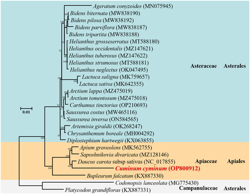 Figure 3. Phylogenetic relationships for Cuminum cyminum according to the maximum-likelihood phylogenetic tree constructed based on 27 mitogenomes of campanulids species. Node labels indicate bootstrap values. GenBank accession numbers of the following sequences were used: Ageratum conyzoides (MN075945) (Luo and Pan Citation2019), Bidens biternata (MW838190) (Yao et al. 2022#), Bidens pilosa (MW838192) (Yao et al. 2022#), Bidens parviflora (MW838187) (Yao et al. 2022#), Bidens tripartita (MW838188) (Yao et al. 2022#), Helianthus grosseserratus (MT588180) (Makarenko et al. Citation2020), Helianthus occidentalis (MZ147621) (Makarenko et al. Citation2021), Helianthus tuberosus (MZ147622) (Makarenko et al. Citation2021), Helianthus strumosus (MT588181) (Makarenko et al. Citation2020), Helianthus neglectus (OK047495) (Khachumov et al. 2021#), Lactuca saligna (MK759657) (Kozik et al. Citation2019), Lactuca sativa (MK642355) (Kozik et al. Citation2019), Arctium lappa (MZ475019) (Xu and Kang 2021#), Arctium tomentosum (MZ475018) (Xu and Kang 2021#), Carthamus tinctorius (OP210693) (Yang 2019#), Saussurea costus (MW465116) (Song et al. Citation2021), Saussurea inversa (ON584565) (Dai et al. 2022#), Artemisia giraldii (OK268247) (Yue 2022#), Chrysanthemum boreale (MH004292) (Won et al. Citation2018), Diplostephium hartwegii (KX063855) (Vargas et al. Citation2017), Apium graveolens (MK562755) (Cheng et al. Citation2021), Saposhnikovia divaricata (MZ128146) (Ni 2021#), Daucus carota subsp sativus (NC_017855) (Iorizzo et al. Citation2012), Bupleurum falcatum (KX887330) (Kim et al. Citation2020), Codonopsis lanceolata (MG775430) (Lee et al. Citation2018), Platycodon grandifloras (KX887331) (Lee et al. Citation2018). #direct submission to NCBI, unpublished.