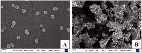 Figure 3. SEM images of IND-HTs (A) and lyophilized IND-HTs/Gel (B). The yellow arrow indicated the transfersomes dispersed in the 3D pore structure of the hydrogel.