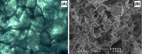 Figure 2. Representative micrographs of cryogels used in this study: (A) optical and (B) SEM.