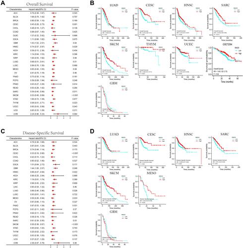Figure 2 Association of SNX20 expression with overall survival (OS) and disease-specific survival (DSS) of patients in different cancers. (A and B) Relationship between SNX20 and OS in various types of cancers. (C and D) Relationship between SNX20 and DSS in various types of cancers.