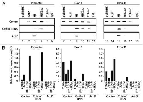 Figure 5 Cofilin-1 facilitates association of actin and elongating pol II with active genes. ChIP on cofilin-1 silenced cells or control siRNA as well as actinomycin D treated cells, with the indicated antibodies. PCR analysis was with primers amplifying promoter, exons 6 and exon 31 of the EP300 gene. Bottom parts, densitometric quantification of relative occupancies. Bars diagrams represent values calculated from analysis of promoter, exon 6 and exon 31 in duplicates. All values are normalized against the signals obtained with an H3 antibody.