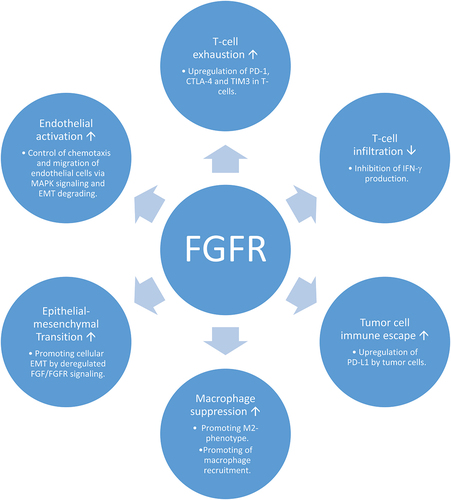 Figure 1. Different interactions of FGFR with the tumor microenvironment (cellular/acellular) resulting in an immunosuppressive milieu and promoting tumor progression, overall (original Figure, information taken from own review [Citation4]).