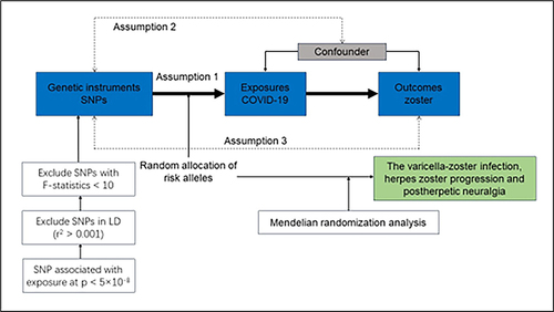 Figure 1 The flow chart of the Mendelian randomization analysis.