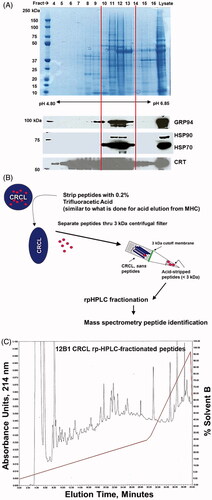 Figure 1. Results of CRCL preparation, scheme for peptide separation, and reverse-phase high pressure liquid chromatography (rpHPLC) of peptides. (A) Coomassie Blue stained gel (top) showing total protein profile of fractions 4–16 of a Rotofor separation of 12B1 tumour proteins. Fraction numbers are listed at the top, and beneath the gel is the pH range of those fractions. Molecular weight markers (in kDa) are indicated on the left. The bottom portion shows western blots for the chaperones GRP94, Hsp90, Hsp70, and calreticulin (CRT). Vertical lines depict the fractions chosen to pool to generate CRCL (i.e. fractions 10–13). (B) shows a schematic of the procedure to strip peptides from CRCL (peptides represented by red dots) and their collection and separation away from the bulk of the proteins by centrifugation thru a 3-kDa cut-off membrane. (C) A chromatogram of peptides fractionated by C18 rpHPLC detected by absorbance readings at 214 nm, following elution with a 0–30% gradient of solvent B (0.1% TFA in ACN) over 30 min with a 30–95% gradient over the last 10 min (red trace). Fractions were collected every minute, and were combined into six pools (fractions 1–6, 7–13, 14–20, 21–26, 27–33, 34–40) with each pool subjected to mass spectrometry for peptide identification.