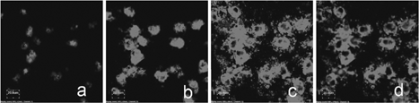 FIG. 4 Section imaging of H1299 lung cancer cells after the incubation with QD-encapsulated phospholipid nanoemulsion for 4 hr. The images were taken layer by layer using confocal laser scanning microscope, and the scanning height was 1 μ m. Totally 11 images were taken. (a), (b), (c), and (d) are the images of the selected, 3rd, 5th, 9th, and 11th layers, respectively.