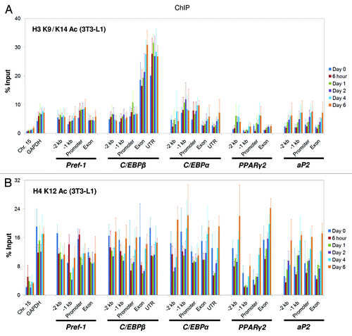 Figure 3. Distinct patterns of histone acetylation on the H3 and H4 tails at the genomic loci of key adipogenic regulators during 3T3-L1 adipogenesis. Levels of histone (A) H3 K9/K14 acetylation and (B) H4 K12 acetylation at the genomic loci of the key adipogenic regulators Pref-1, C/EBPβ, C/EBPα, PPARγ2 and aP2 during the adipogenesis of 3T3-L1 cells were examined by ChIP analysis using specific antibodies. The primers used in this study are described in Figure 2. ChIP samples were collected at the indicated time points. These results are the averages of three independent ChIP-qPCRs, and the error bars indicate standard deviations.