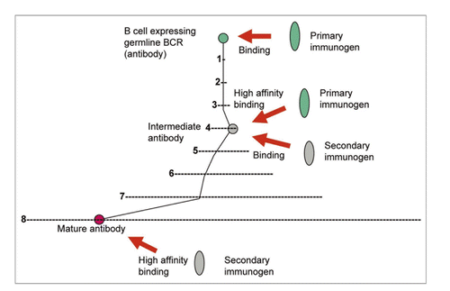 Figure 2 Enhanced elicitation of known antibodies by using primary and secondary immunogens. B cells expressing germline BCRs are activated by binding to a primary immunogen. The maturation pathway through intermediate antibody(ies) to the mature antibody is denoted by black lines. The intermediate BCR(s) cross-reacts with a secondary immunogen(s) leading to further diversification until the mature antibody is elicited. An example with eight mutations is shown where (1) denotes the space of all possible mutants for one mutation (about 200 positions × 20 residues = 4 × 103 possible mutants); (2) (denoted by –) corresponds to x i.e., about 16 × 106 etc., schematically showing the exponentially increasing number of possible mutants and complexity of possible maturation pathways.