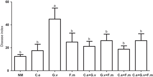 Figure 3. Disease index (DI) of powdery mildew (Erysiphe pisi) of standing milkvetch (Astragalus adsurgens), colonised by arbuscular mycorrhizal fungi (AMF) Claroideoglomus etunicatum (C. e), G. versiforme (G. v), Funnelliformis mosseae (F. m) and the mixes of three AMF, NM = not inoculated with AMF. Bars topped by the same letter do not differ significantly at p < 0.05 by ANOVA test.