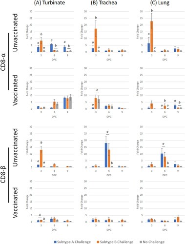 Figure 4. Expression profile of CD8-α and CD8-β genes in turbinate, trachea and lung tissues in unvaccinated or vaccinated broiler chickens challenged with either subtype A or subtype B aMPV. Data are shown as fold change when compared to the unvaccinated-unchallenged (control) group. Significant differences in fold change between groups are shown with different letters. Samples with a fold change value ≥ 2 or ≤ 0.5 were considered as biologically relevant.