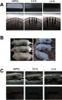 Figure 5 Gross view of implanting scaffold constructs. (A) Gross view of scaffold constructs. (B) Subcutaneous implantation in rats. (C) Scaffold constructs after 4 weeks in vivo implantation. 0.5% and 1.0% means different mass fractions of disordered Gt/PCL membranes loaded with graphene.Abbreviation: Gt/PCL, gelatin/polycaprolactone.